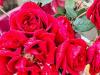 वैलेंटाइन डे पर गुलाब हुआ और सुर्ख…100 रुपए तक जा सकता है रेड रोज