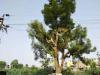 हल्द्वानी: चारा काटने पेड़ पर चढ़ा युवक बिजली लाइन की चपेट में आया, मौत