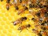 रायबरेली: धुआं से नाराज मधुमक्खियों का हमला, दो दर्जन घायल