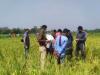 हरदोई: गेहूं के खेत में मिला अधेड़ व्यक्ति का जला हुआ शव, मचा हड़कंप