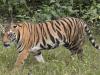 मध्य प्रदेश: करंट लगने से बाघ की मौत, चार लोग गिरफ्तार
