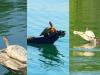 बहराइच: गेरुआ नदी में दुर्लभ कछुए बने पर्यटकों के लिए आकर्षण का केंद्र