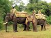 पीलीभीत: हाथियों को लाने  कि राह में रोड़ा बनी आचार संहिता, टेंडर लटका