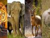 उत्तराखंड के इन सात वन्य जीव विहार की सैर आपको कर देगी रोमांचित