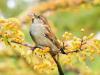 World Sparrow Day 2022: जौनपुर में मनाया गया विश्व गौरैया दिवस
