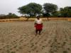 उन्नाव: डीजल के भाव ने बदला किसानों का मिजाज, मक्का से मुंह फेरकर दलहनी फसलों की तरफ किया रुख