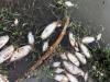 हल्द्वानी: जमरानी में गौला नदी में मृत मिलीं मछलियां, जांच की मांग