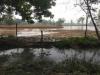 बाराबंकी: माइनर कटने से पानी से लबालब हुए गेहूं और पिपरमिंट के खेत, किसानों की मेहनत पर फिरा पानी