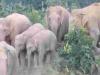 छत्तीसगढ़: हाथियों ने युवती समेत तीन को मार डाला, कई मकान तोड़े, 8 गांव में अलर्ट जारी