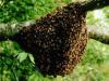 मधुमक्खियों ने महिला और उसके पांच साल के नाती पर किया हमला, दोनों की मौत