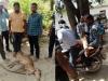 बहराइच: जंगल से गांव पहुंचे हिरण को कुत्ते ने नोचा, ग्रामीणों ने बचाई जान, 20 घंटे बाद वन कर्मी ले गए रेंज कार्यालय