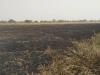 बहराइच: अज्ञात कारणों से लगी आग, 25 बीघा गेहूं की फसल जलकर हुई राख