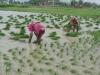उत्तर प्रदेश में 1.71 लाख हेक्टेयर भूमि बनेगी खेती के काबिल, कृषि विभाग ने कार्यों का दिया ब्यौरा