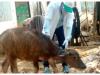 बाराबंकी: ब्रुसेलोसिस बीमारी से फैल सकती है पशुओं में नपुंसकता, टीकाकरण करेगी टीम
