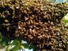 मधुमक्खियों ने किया हमला, 14 छात्राएं जख्मी