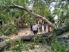 हल्द्वानी: ड्यूटी से लौट रहे सिडकुल कर्मी पर गिरा पेड़, मौत
