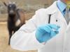 हल्द्वानी: गौला कॉरपस फंड से होगी पशु चिकित्सकों व फार्मासिस्टों की नियुक्ति