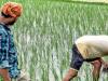 बरेली: धान के बीज को नहीं तरसेंगे किसान