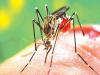 मुरादाबाद : डेंगू-चिकनगुनिया से निपटने के लिए अस्पतालों में आरक्षित रखें बेड, अपर निदेशक मलेरिया वीबीडी ने दिए आदेश