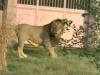 इटावा: Lion Safari की शान नौ बच्चों का पिता ‘मनन’ शेर की हालात नाजुक