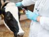 बरेली: एक लाख पशुओं को नहीं लगी वैक्सीन