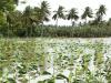 यूपी मौसम: आंधी पानी ने तपिश से दिलाई राहत, फसलों को लेकर किसानों की बढ़ी आफत