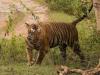 हल्द्वानी: नहीं मिली सफलता, बाघ को पकड़ने आई टीम गुजरात लौटी