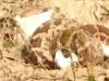 बाराबंकी: अजगर ने अपने चंगुल में बकरी को जकड़ा, वन विभाग ने बचाया, मौत