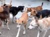 लखनऊ: सावधान! राजधानी में आवारा कुत्तों की भरमार…रात में जरा संभलकर निकले