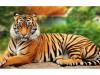 पीलीभीत: दो बाघों की फुटेज कैमरे में कैद, शावकों का अता-पता नहीं