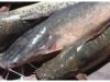अयोध्या: सीडीओ ने दिए निर्देश, ‘थाई मांगुर’ मछली का पालन किया तो होगी कार्रवाई