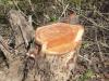हल्द्वानी: दक्षिणी जौलासाल में पेड़ों के अवैध कटान की जांच के लिए तीन टीमें तैयार