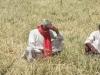 अयोध्या: फसलों की सिंचाई में आई समस्या, सूखी नहरें देख किसान हुए परेशान