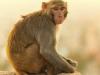 लखनऊ: तपती धूप में सिपाही ने बंदरों को आम खिलाकर पेश की मानवता की मिसाल