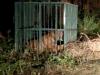 लखीमपुर-खीरी: मंझरा पूरब में आतंक का पर्याय बना बाघ पिंजरे में कैद, बाघिन दे रही चकमा
