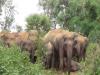 छत्तीसगढ़ : हाथियों के हमले से एक युवक की मौत, एक घायल