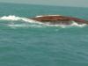 अरब सागर में हुई हेलीकॉप्टर की इमरजेंसी लैंडिंग, 5 को बचा लिया, 4 लोग लापता