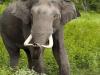 छत्तीसगढ़: हाथियों के हमले में एक महिला सहित दो की मौत, वन विभाग ने जारी किया अलर्ट