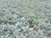 गोंडा : फूल गोभी की खेती दिखा रही तरक्की की राह, मालामाल हो रहे किसान