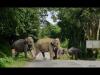 खटीमा: पानी की तलाश में आबादी से सटे जंगल में पहुंचा हाथियों का झुंड, ग्रामीणों में दहशत