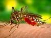 बरेली: एक जुलाई से स्वास्थ्य विभाग लड़ेगा मच्छरों से जंग, डोर टू डोर चलेगा अभियान