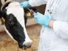 बरेली: पशुओं को गलाघोंटू बीमारी से बचाने के लिए आईं 99 हजार वैक्सीन, जल्द शुरू होगा टीकाकरण