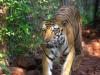 पीलीभीत: महुआ गांव में बाघ की दस्तक, बछड़े को बनाया निवाला