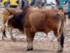 अलीगढ़ : आवारा पशु को बचाने में जेई की गई जान