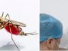 अजब-गजब : मरे हुए मच्छरों के खून के DNA से पकड़ा गया चोर