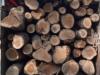 हल्द्वानी: सागौन की लकड़ी पकड़ी, वन अधिकारी के साथ अभद्रता