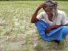 कालाढूंगी: बारिश न होने से किसान परेशान, धान रोपाई व अन्य फसल बुवाई में देरी