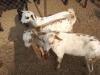 बरेली: बकरीद नजदीक आते ही ऑनलाइन सजा बकरों का बाजार