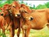 राजस्थान में ‘लंपी रोग’ से सैकड़ों गायों की मौत, राज्य सरकार ने उठाए ये कदम