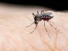छत्तीसगढ़ के बस्तर जिले में डेंगू का आतंक, चार लोगों की मौत